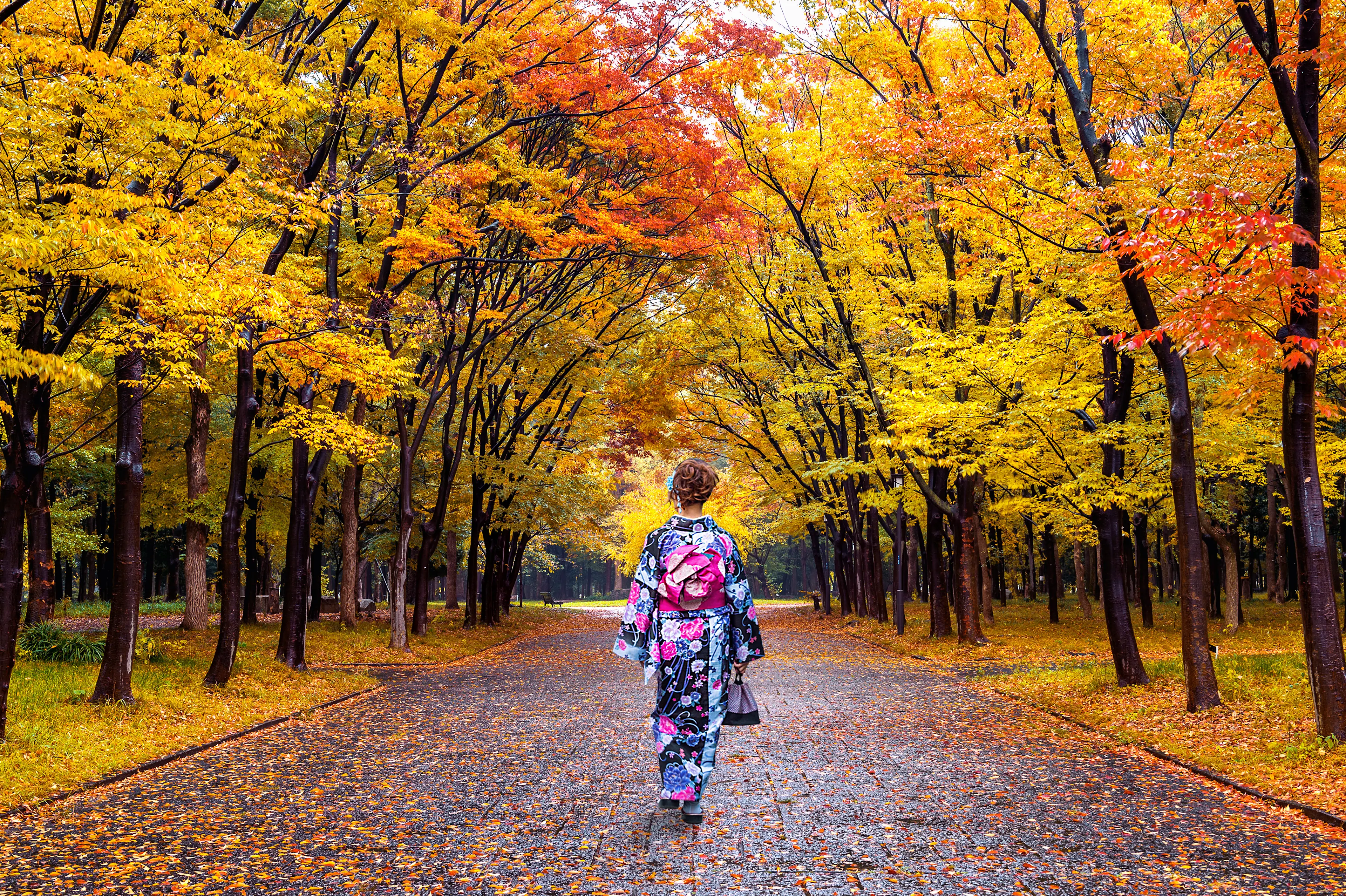 Kimono, automne, Japon Une femme asiatique porte un kimono japonais traditionnel dans un parc en automne.