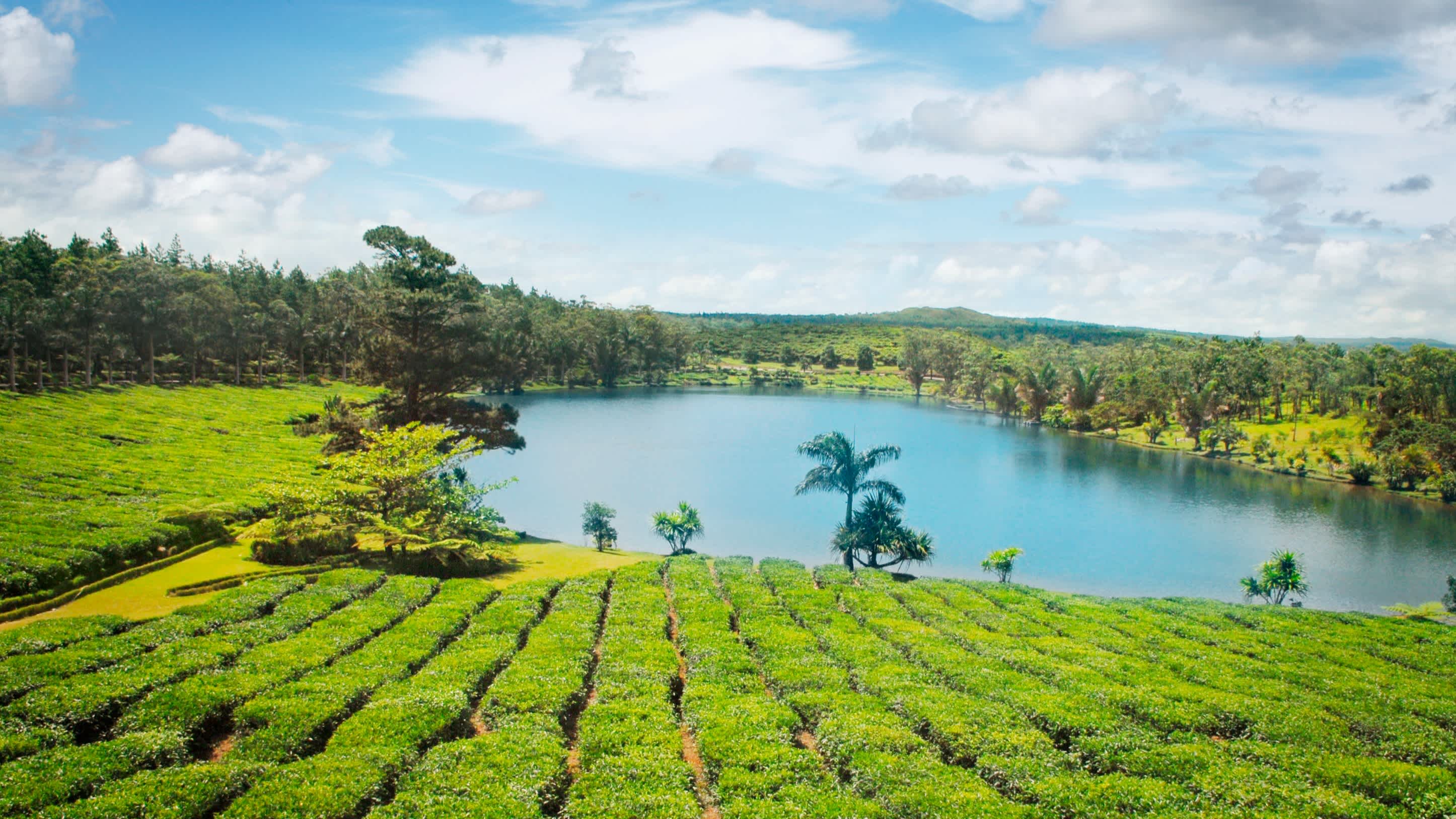Plantation de thé avec petit lac, Maurice, Afrique