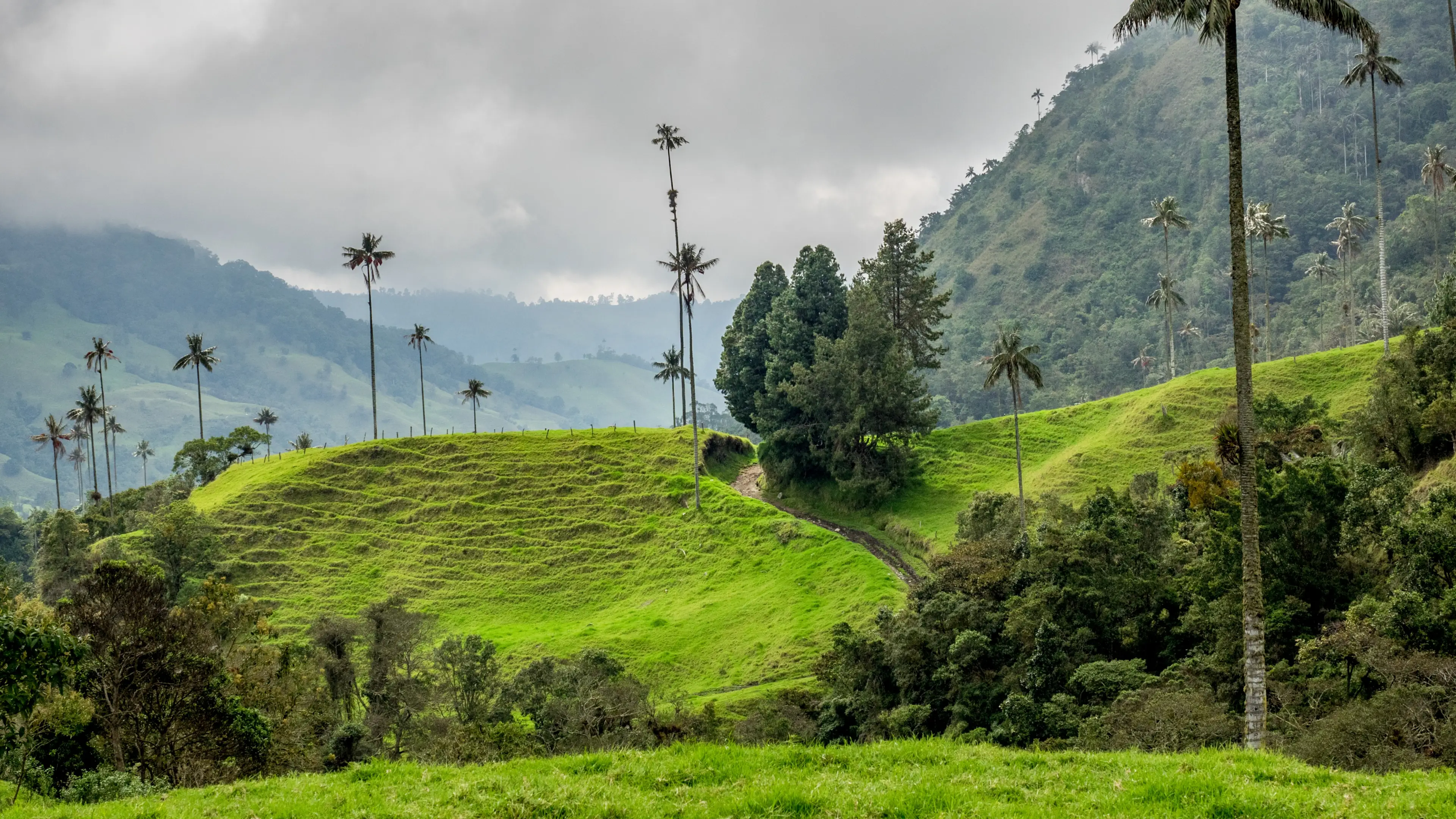Kolumbien, Cocora Valley Cocora Valley