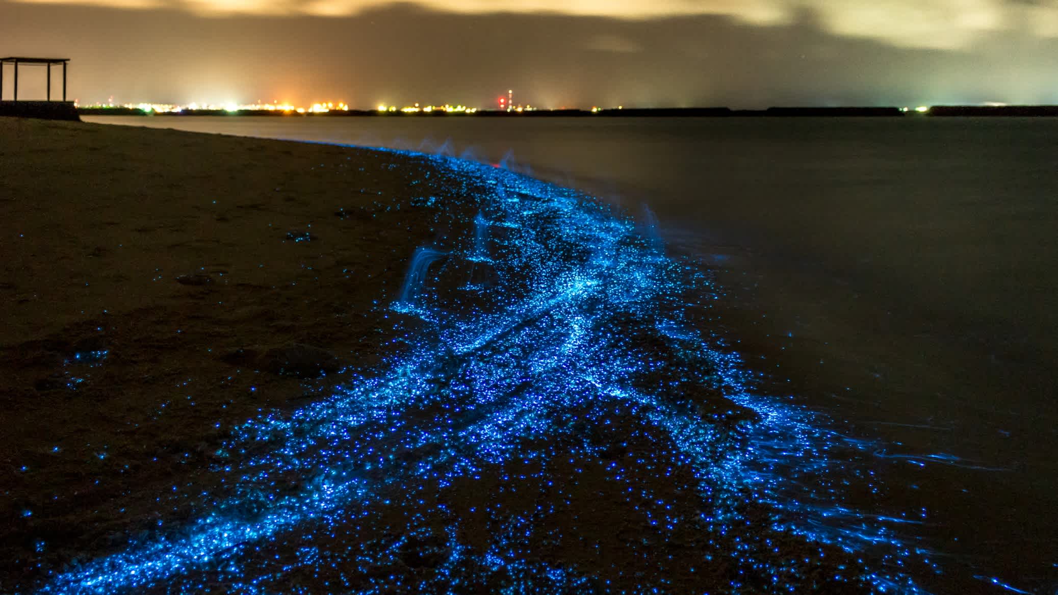 Blau leuchtendes Phytoplankton an einem Strand auf den Malediven