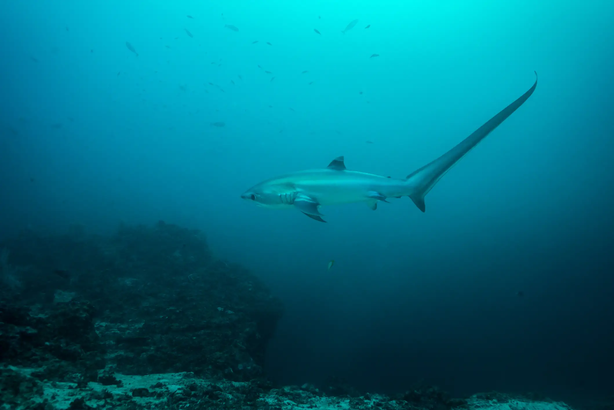Fuchshai mit langer Schwanzflosse schwimmt elegant durch türkisblaues Meerwasser über einem Korallenriff.
