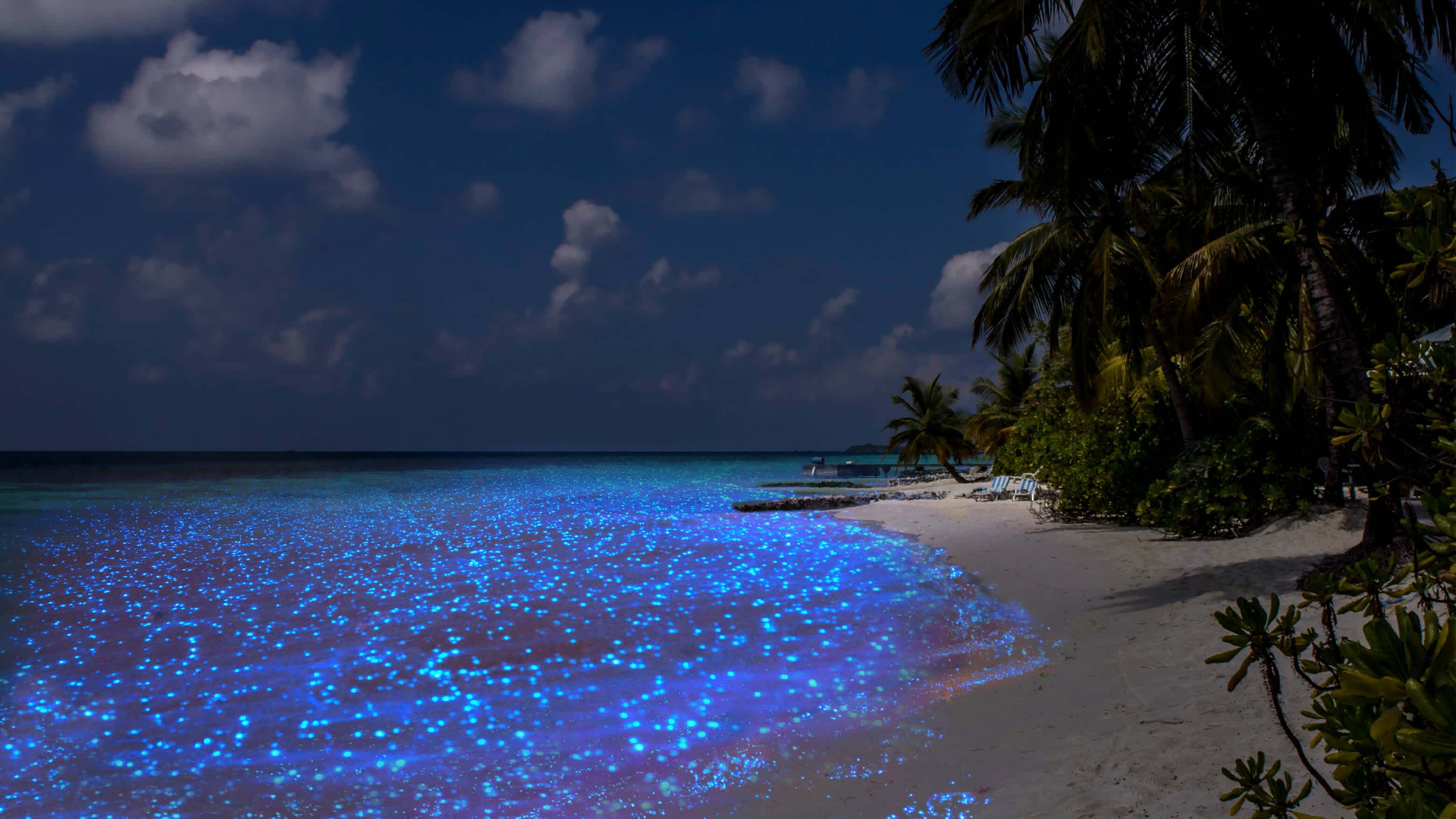 Fluoreszierendes Plankton am Strand