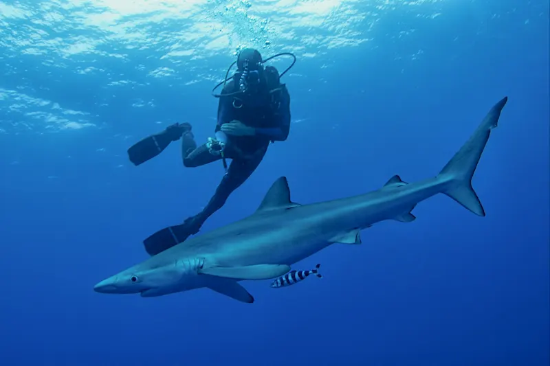 Diver next to a blue shark in deep blue water. Pico, Azores, Portugal.
