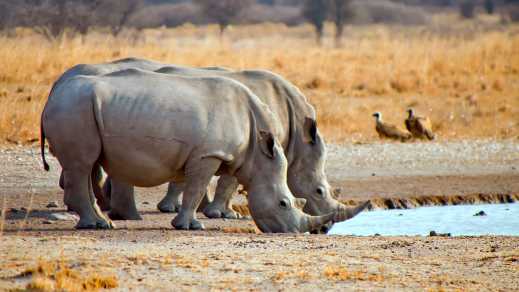 Breitmaulnashorn, Ceratotherium simum, Breitmaulnashorn, Khama Rhino Sanctuary, Botswana, Afrika