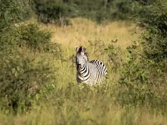 Botswana, Nxai Pan Nationalpark Eine Zebra in der Savanne des Nxai Pan Nationalparks, Botswana.