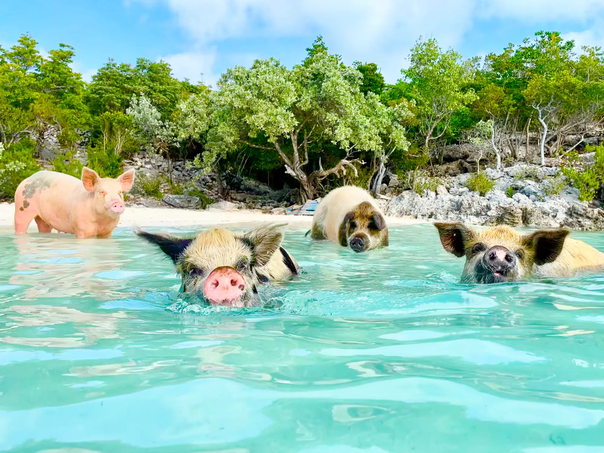 Bahamas, Schweine Schweine schwimmen im Meer auf den Bahamas