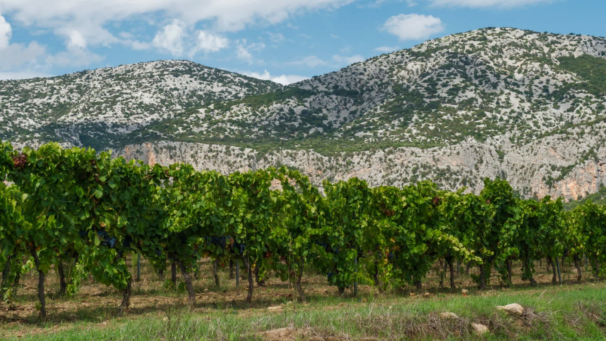 Weinberge mit Supramonte-Kalksteinbergen, Sardinien, Italien.