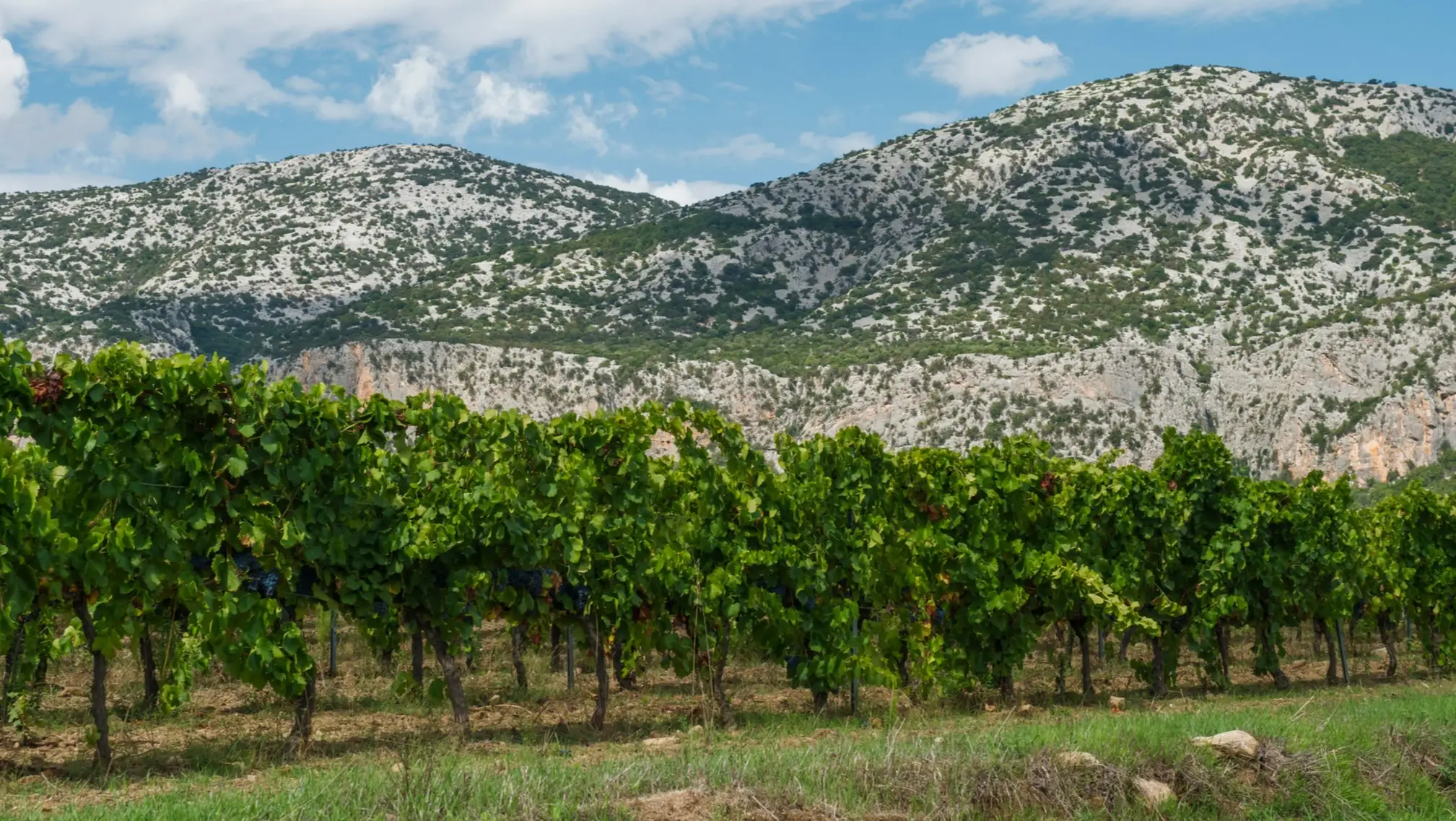 Italie, Sardaigne, Supramontebergen Vignobles devant les montagnes de Supramonte, Sardaigne, Italie.