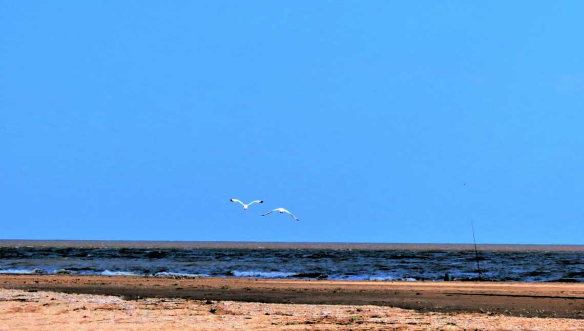 Oiseaux dans le ciel dans le parc de la réserve écologique de Punta Rasa en Argentine