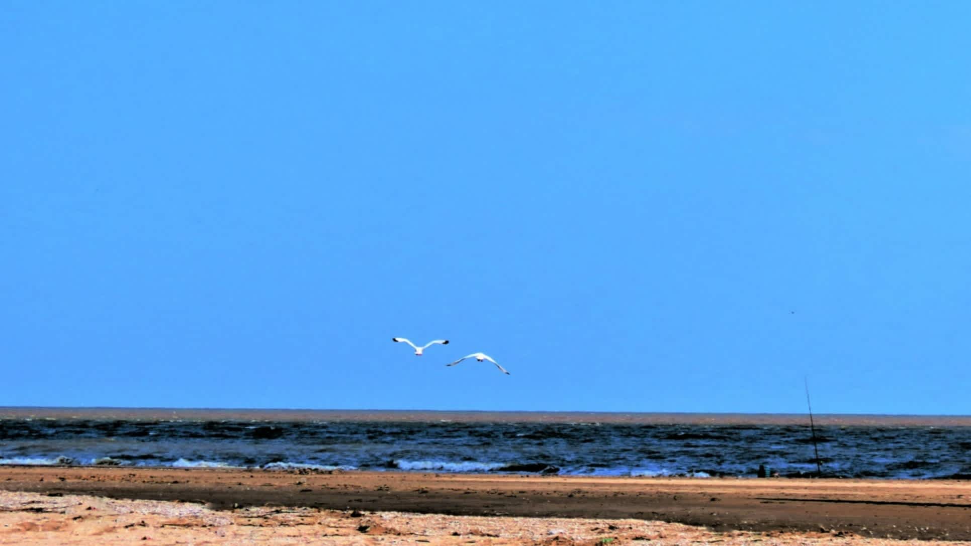 Oiseaux dans le ciel dans le parc de la réserve écologique de Punta Rasa en Argentine