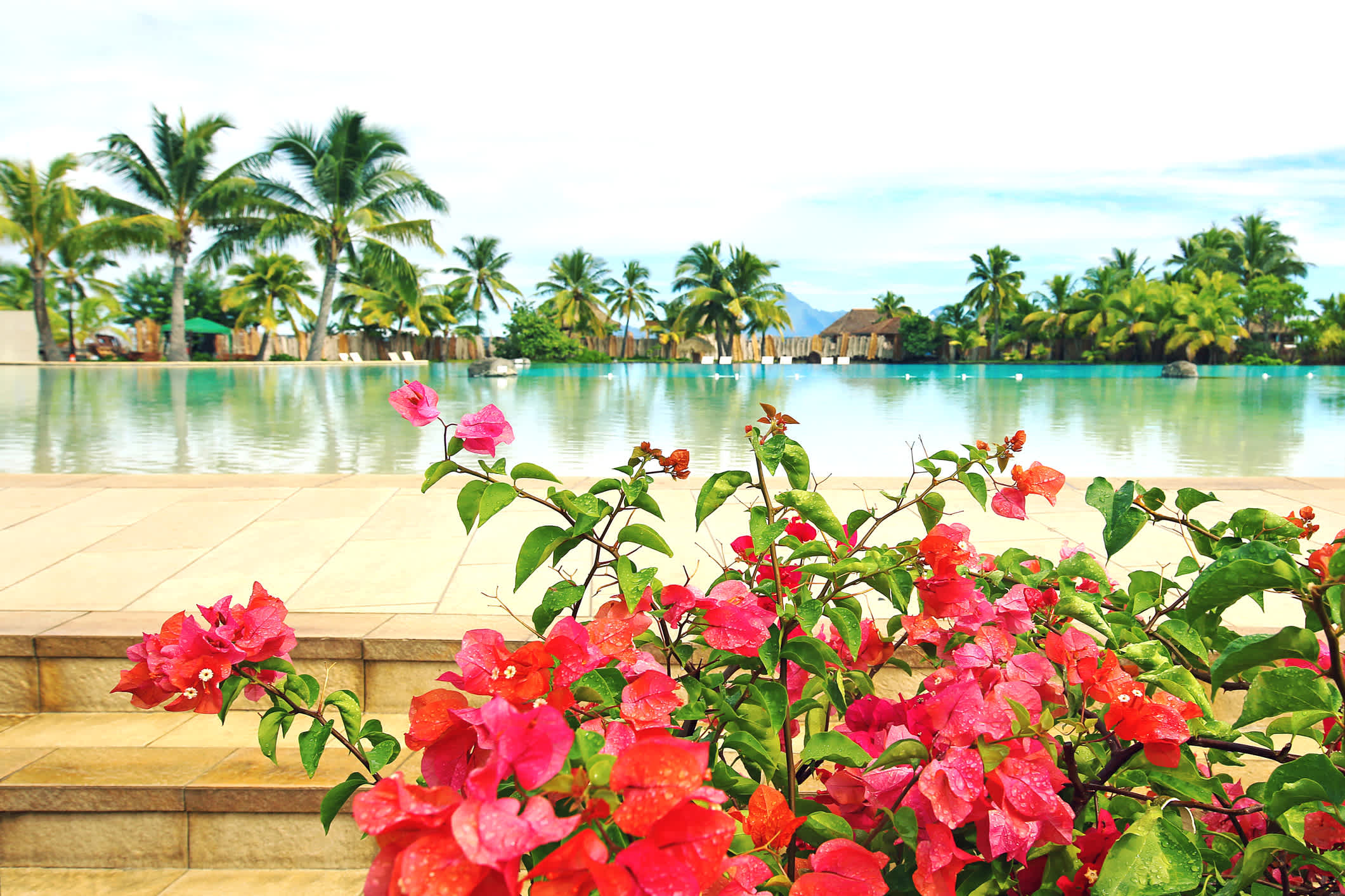 Rote Blumen vor einem Pool