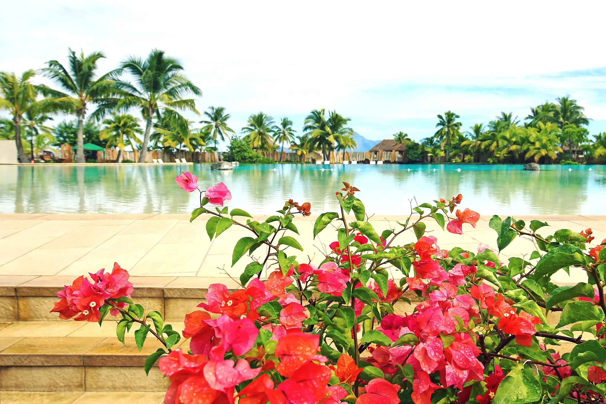 Fleurs rouges devant une piscine