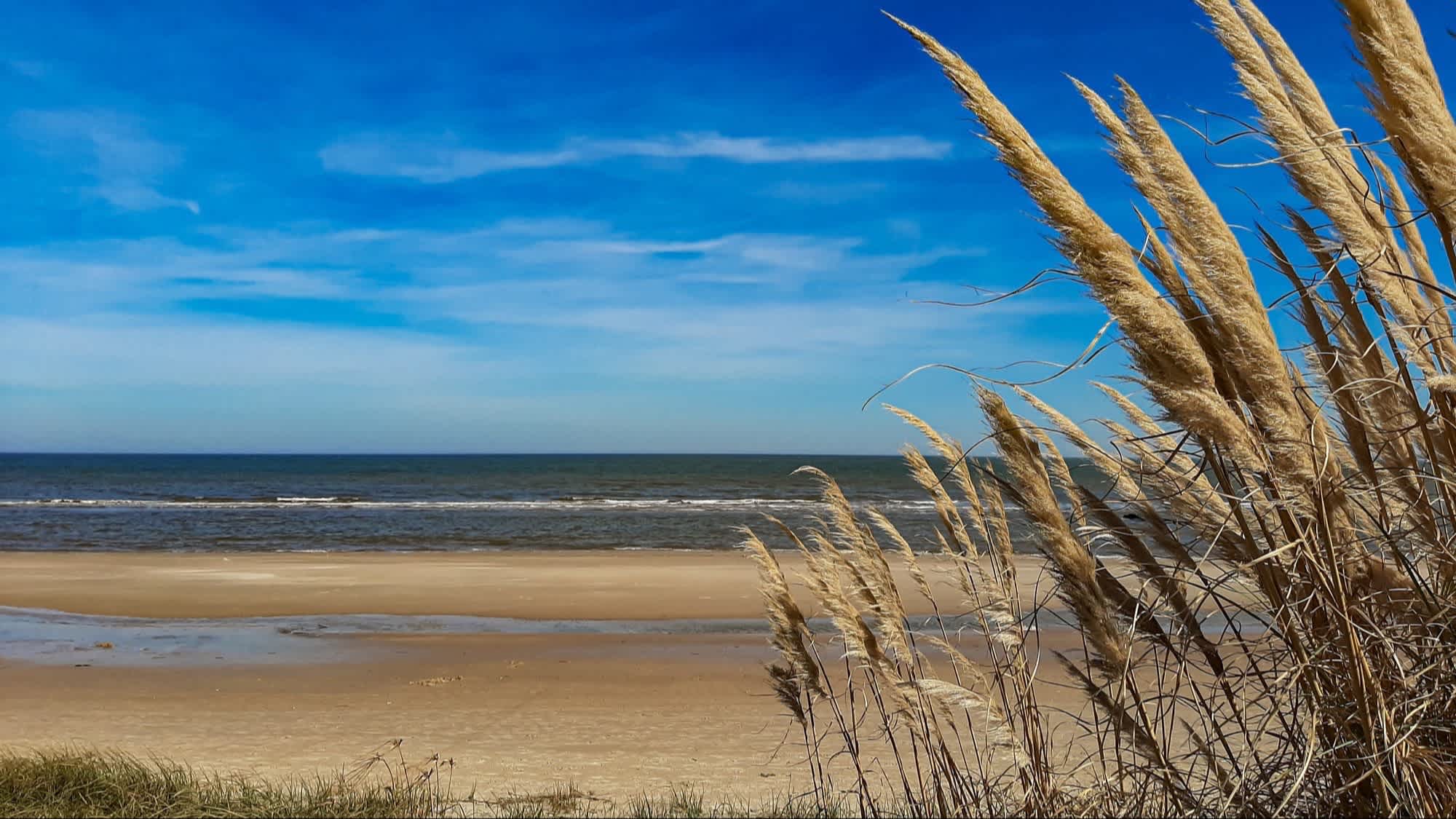 Der Sandstrand Playa la Moza, Santa Teresa, Uruguay mit Pampasgras im Bild und Blick auf das Meer.