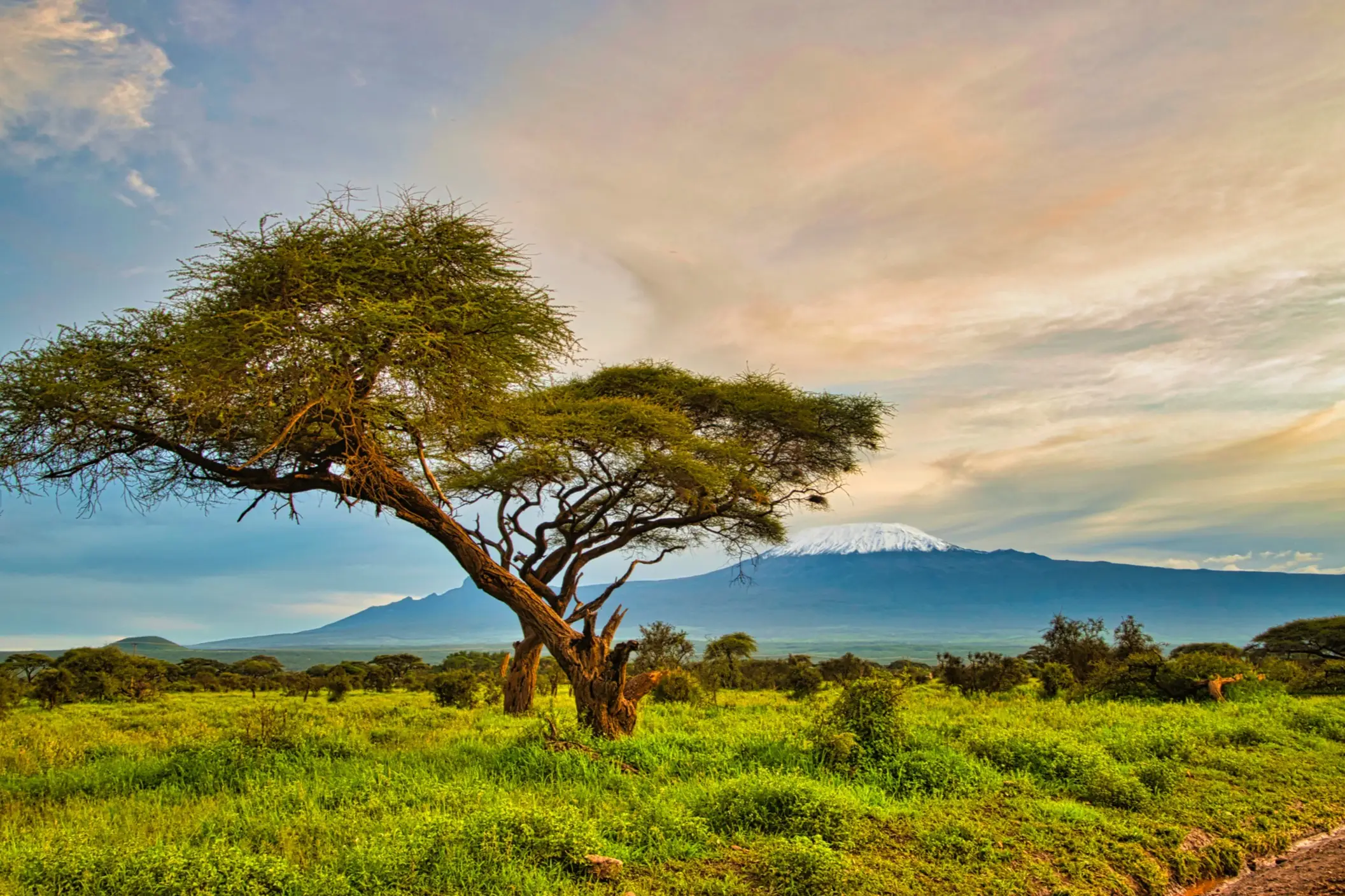 Kenia, Nationalpark Tsavo Ost Tsavo West und Amboseli Nationalpark Tsavo Ost Tsavo West und Amboseli
