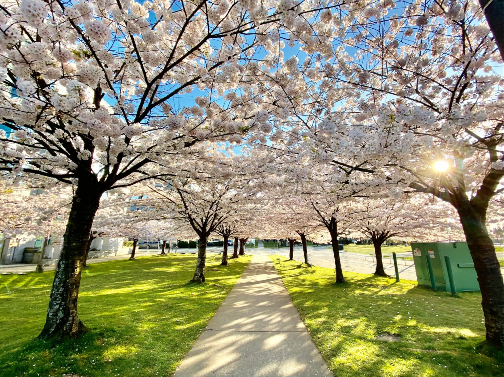 Cerisiers en fleurs dans un parc.