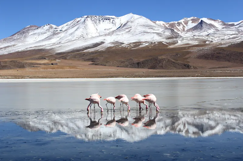 Flamants roses dans le salar d'Uyuni en Bolivie