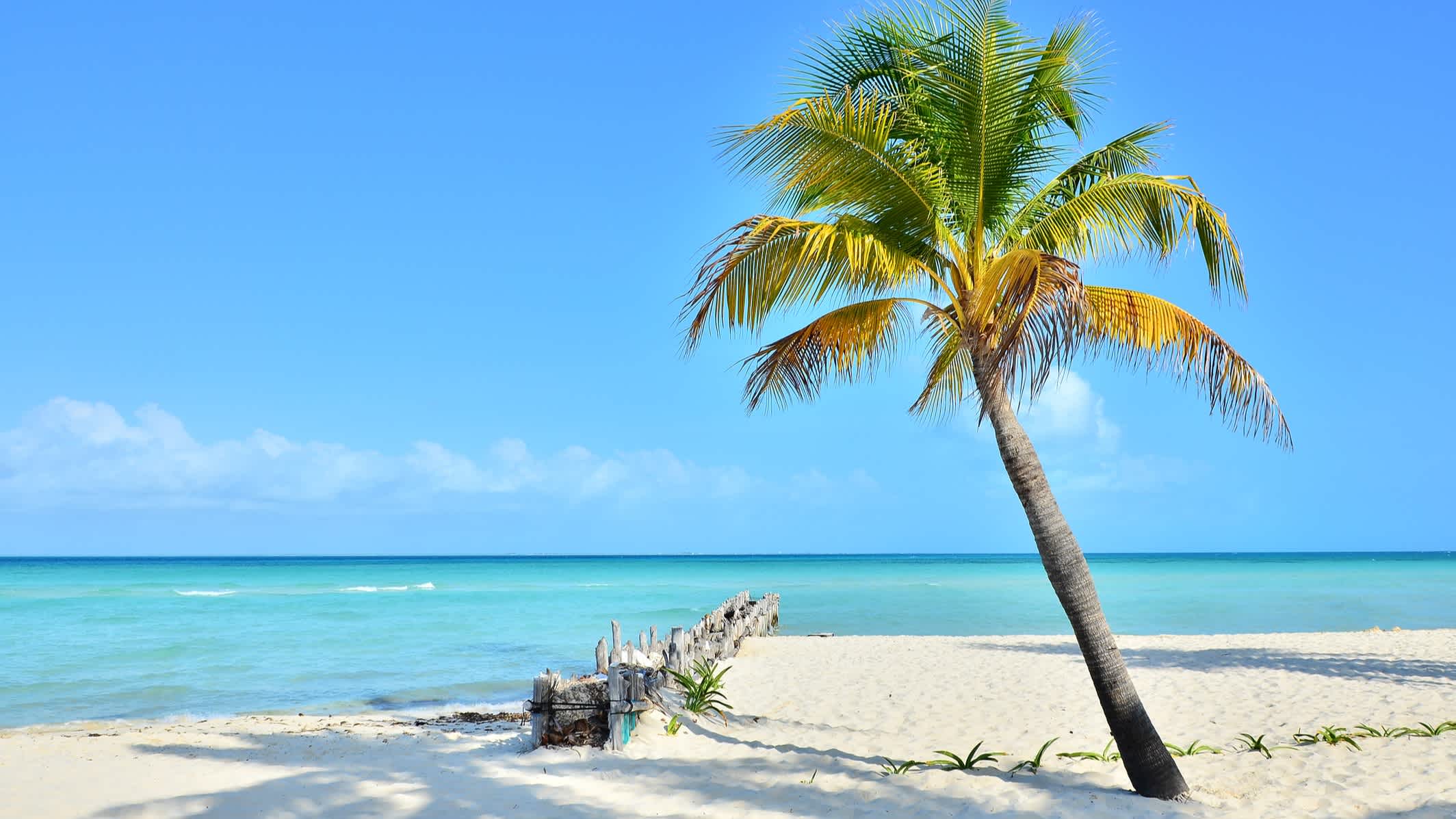 Kokosnusspalme am Strand (Mexiko, Isla Mujeres)
