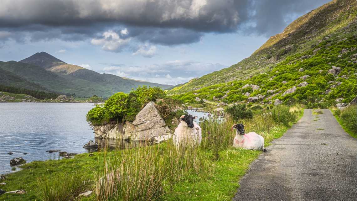 Béliers se reposant dans l'herbe entre le lac et la route de campagne dans la Black Valley, MacGillycuddys Reeks Mountains, Ring of Kerry, Irlande