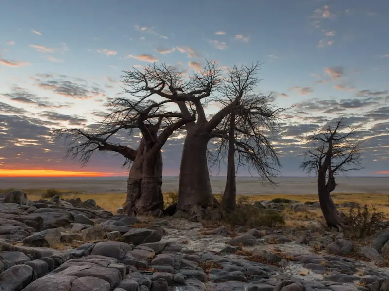Botswana, Kubu Island Die ikonischen Baobab-Bäume bei Sonnenuntergang auf der Kubu Island, Botswana.
