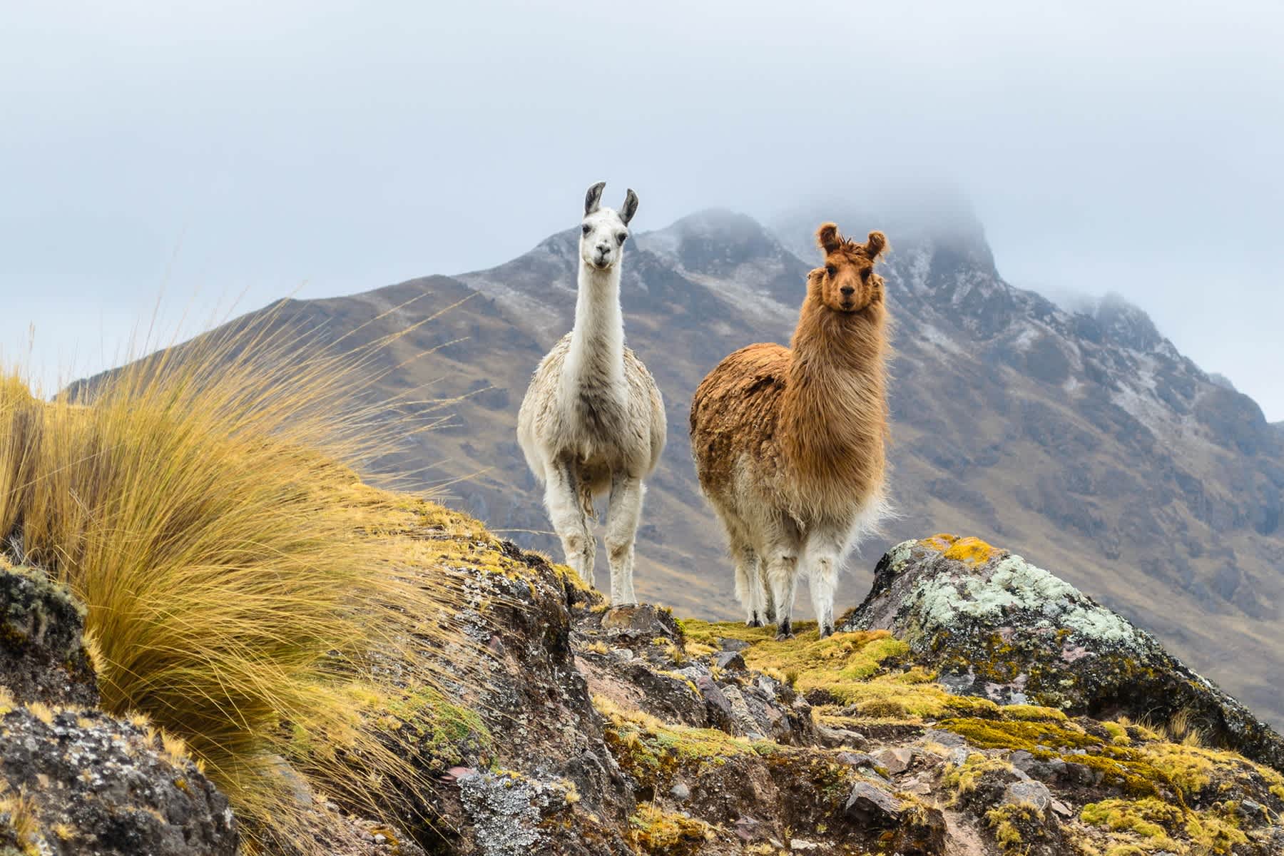 Zwei Lamas stehen auf einem Grat vor einem Berg in Peru.