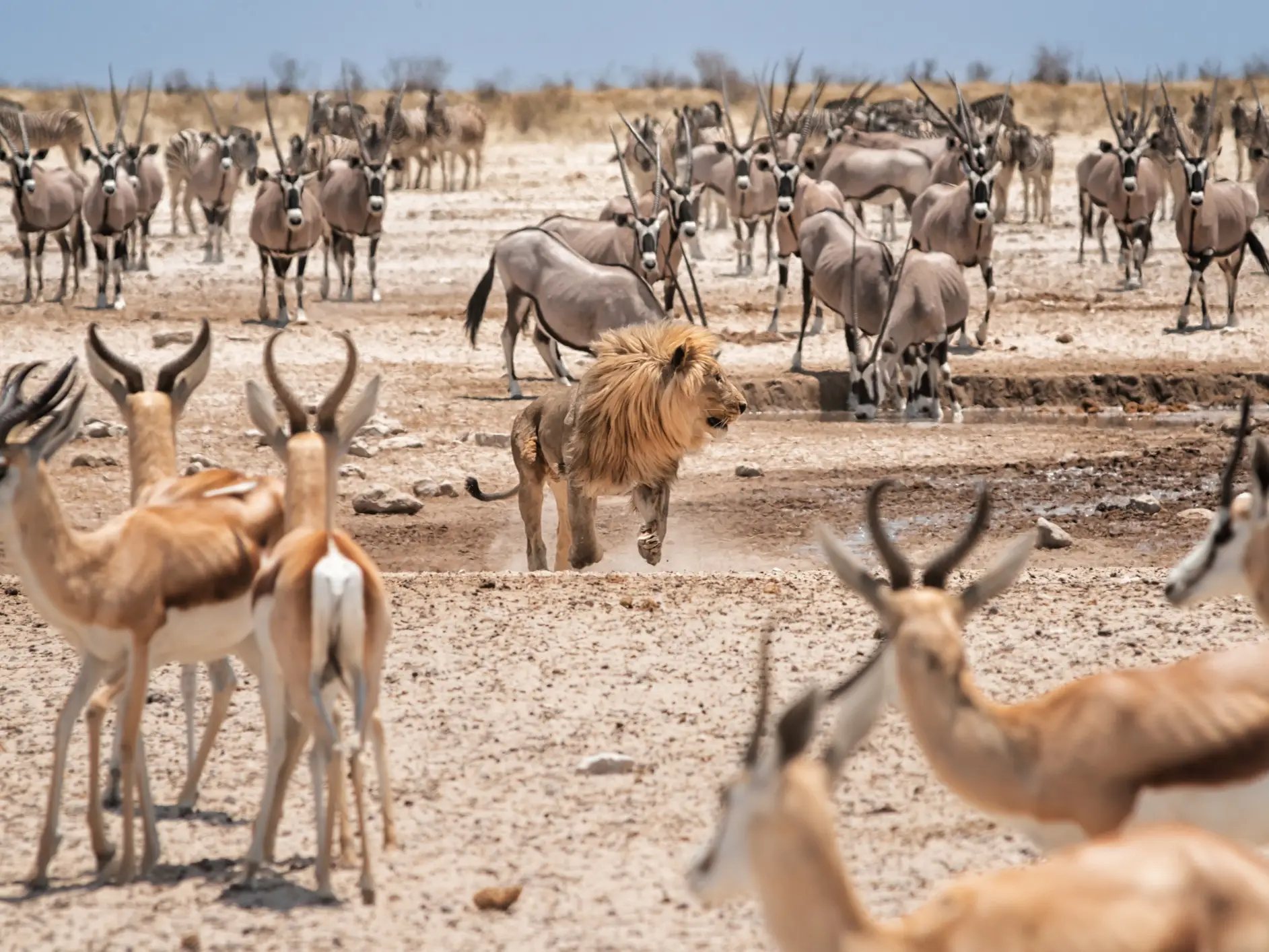 Parc national d'Etosha, lion