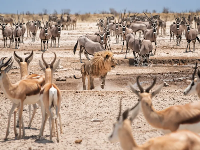 Parc national d'Etosha, lion Un lion et des troupeaux d'oryx et d'impalas à la recherche d'eau à un point d'eau dans le parc national d'Etosha, Namibie, Afrique