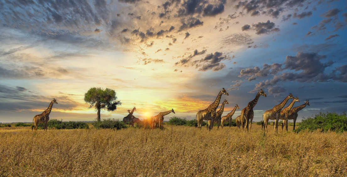 Giraffenherde, die in den Ebenen spazieren geht.