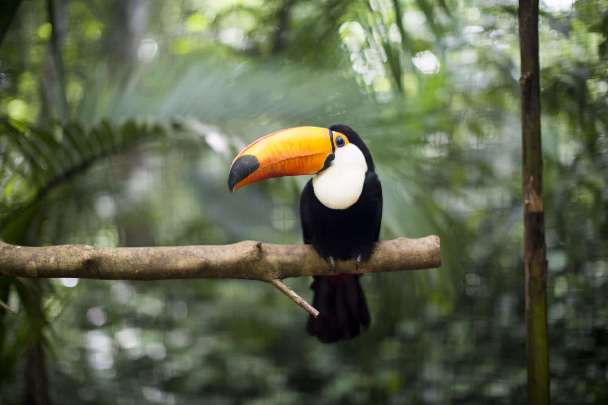 Tukan auf einem Ast in Costa Rica.