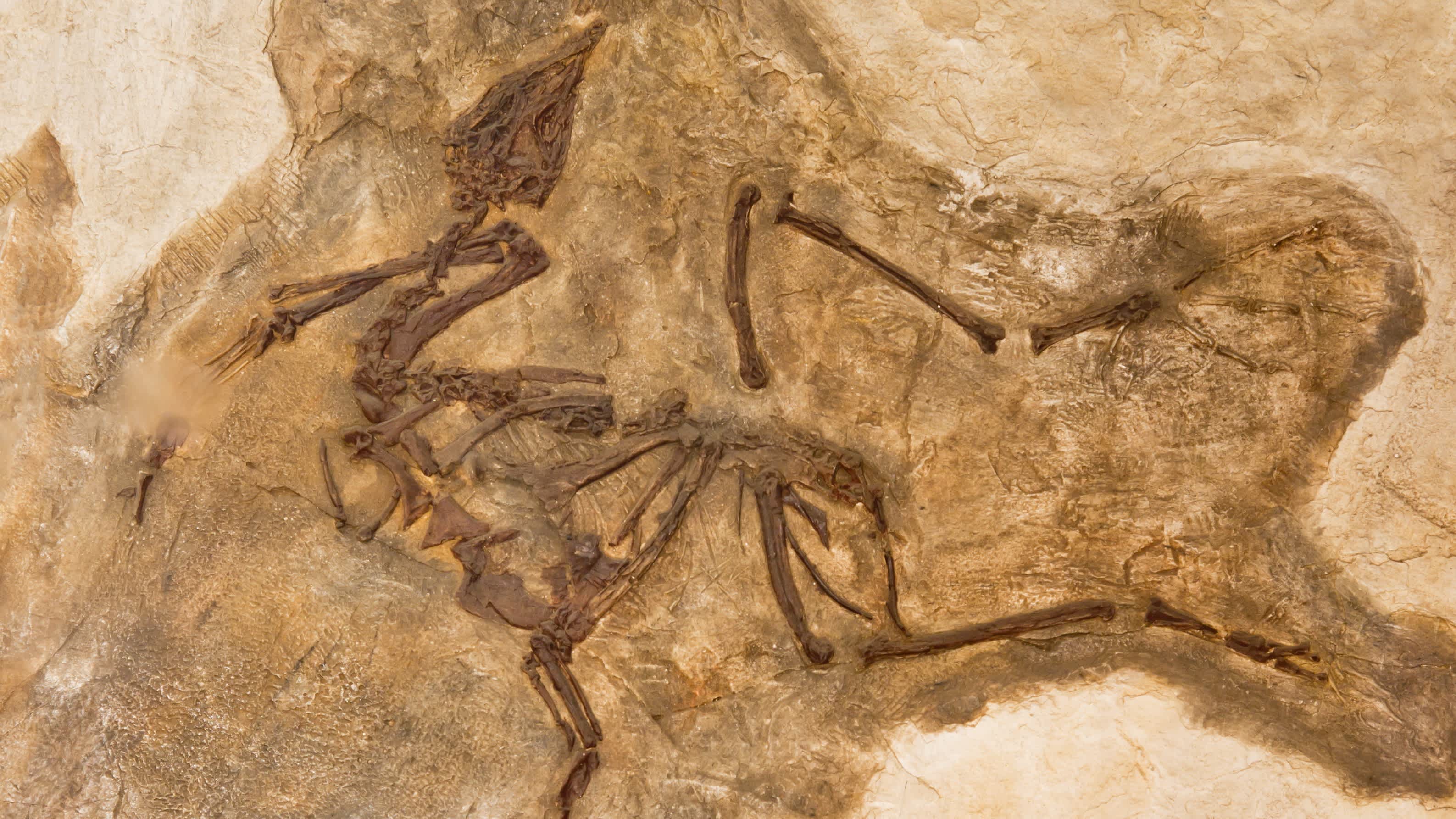 Un fossile d'oiseau au Houston Museum of Natural Science, Texas, États-Unis