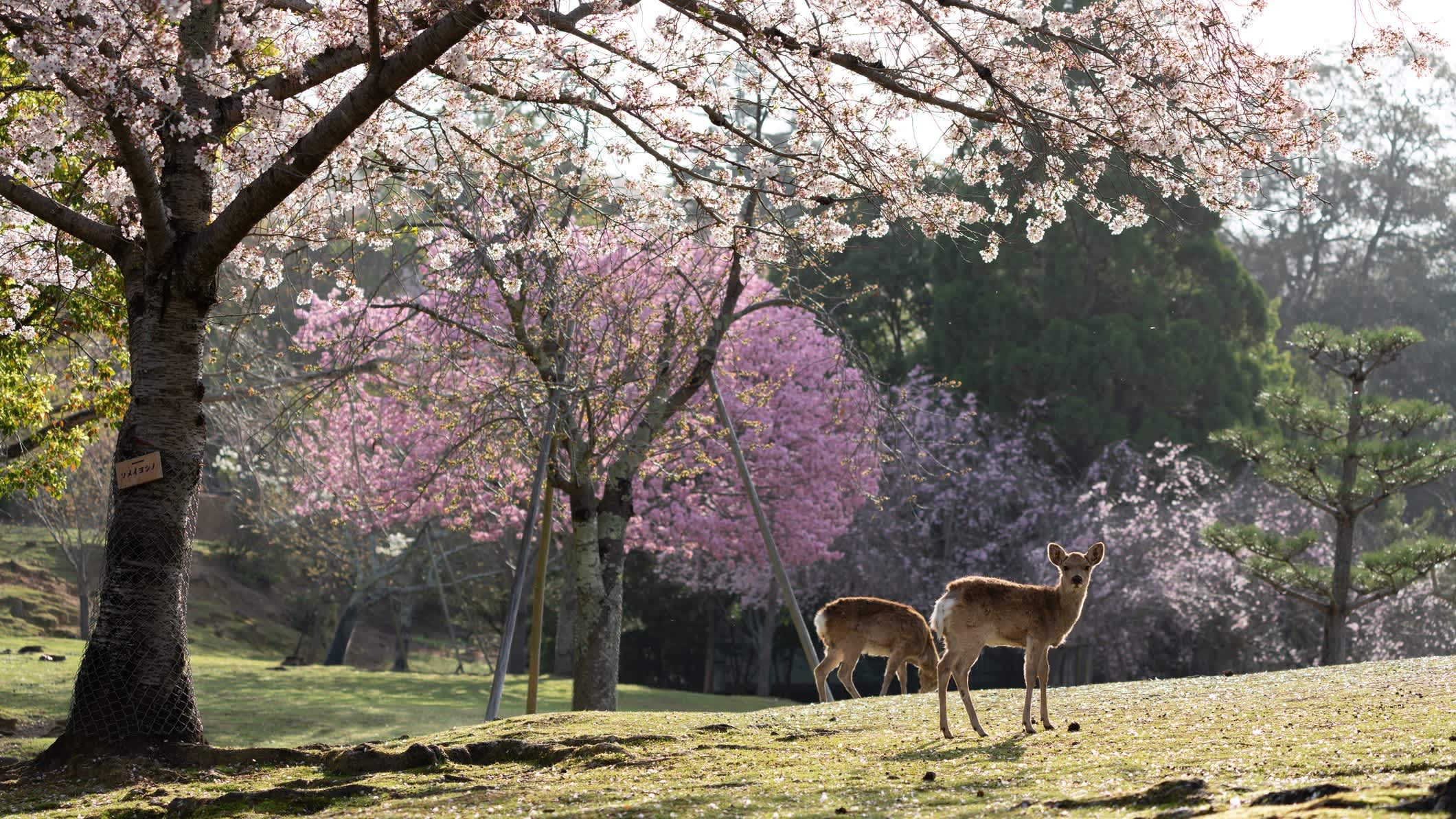 Hirsche und Kirschblüten in Nara in Japan