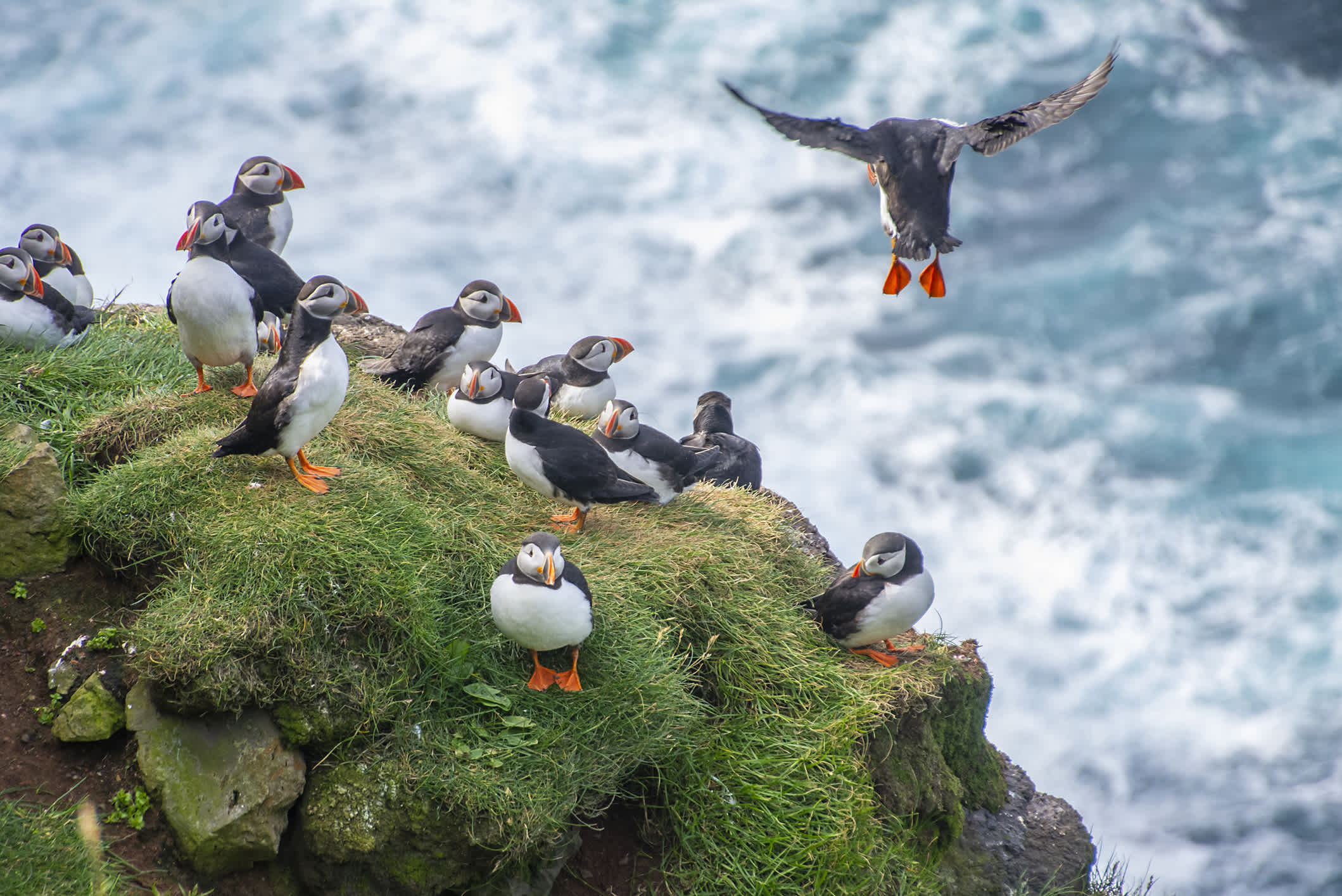 Gruppe von Papageientauchern auf Heimaey-Island, Vestmannaeyjar, Island. 


