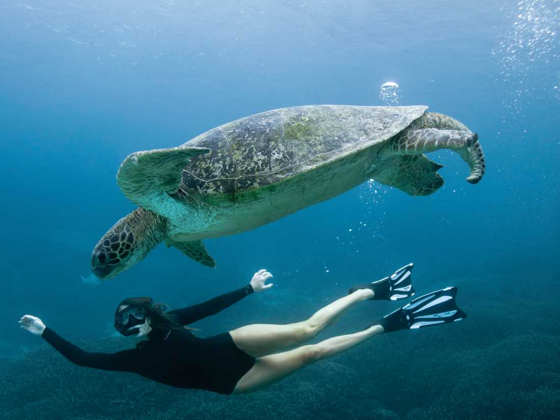 Schnorcheln mit einer Schildkröte, Great Barrier Reef, Queensland © Tourism & Events Queensland