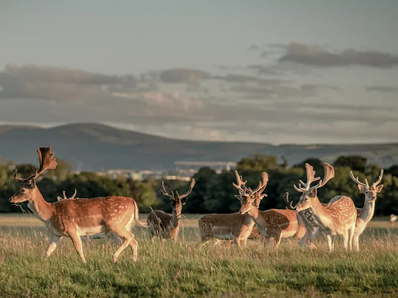 Phoenix Park, Dublin, Irland Im Phoenix Park in Dublin, Irland, kann man inmitten der grünen Landschaft frei herumlaufende Rehe beobachten