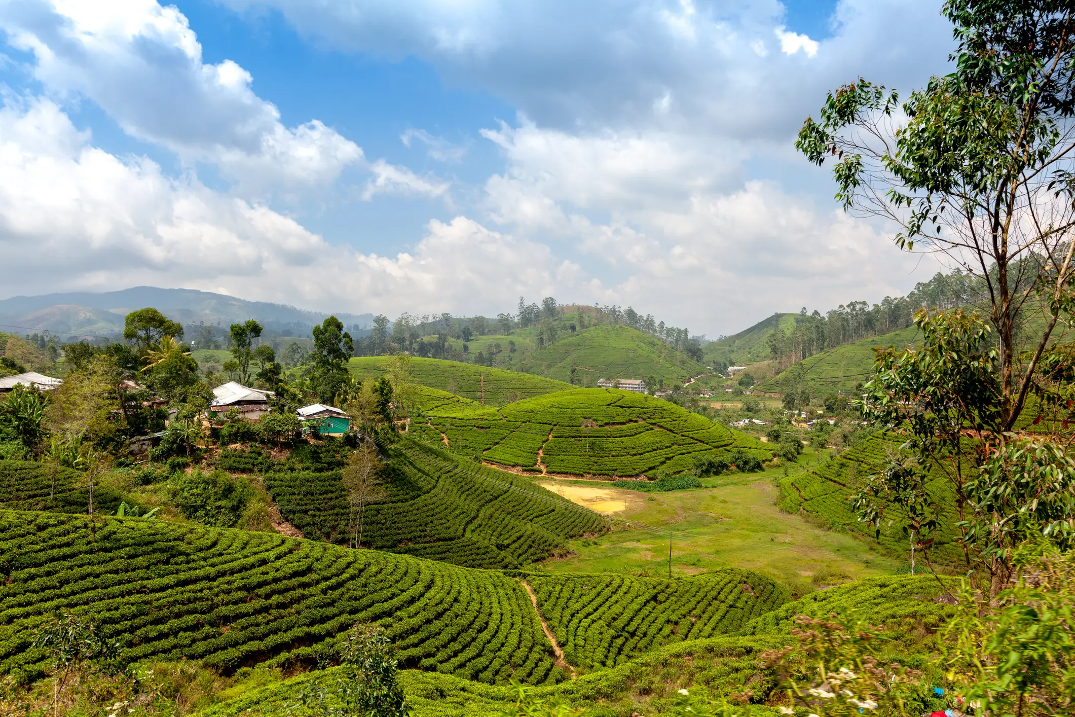Sri Lanka, Nuwara Eliya, Teeplantagen Teeplantagen unweit des Golfclubs von Nuware Eliya