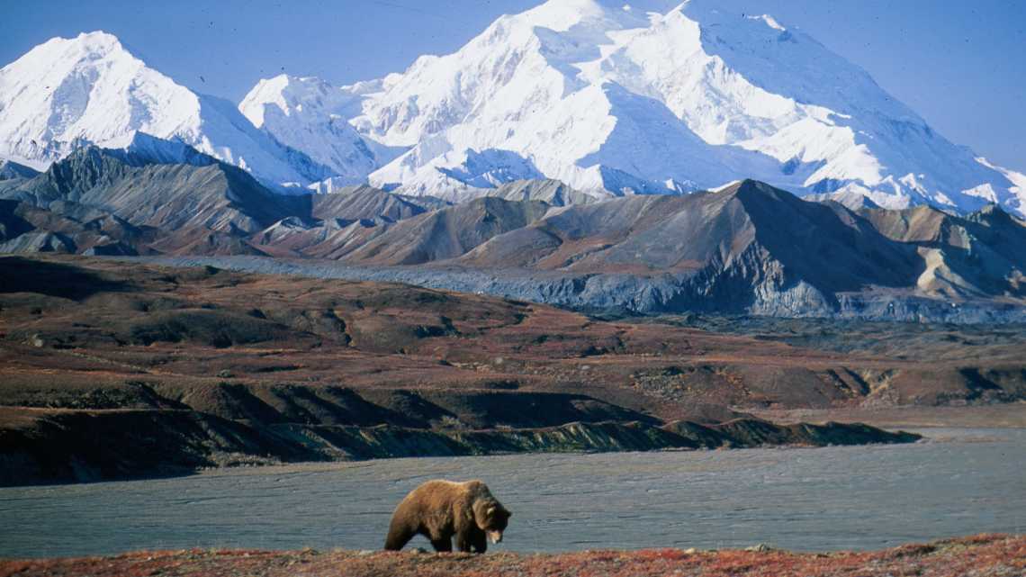 Grizzly devant le Mt McKinley, Alaska, Parc national de Denali, USA.