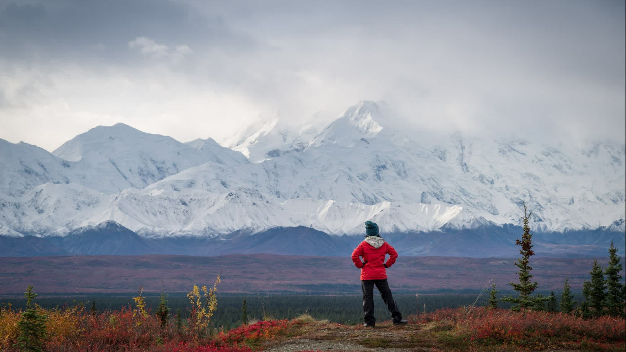 Grizzlybär vor dem Mt McKinley, Alaska, Denali National Park, USA.