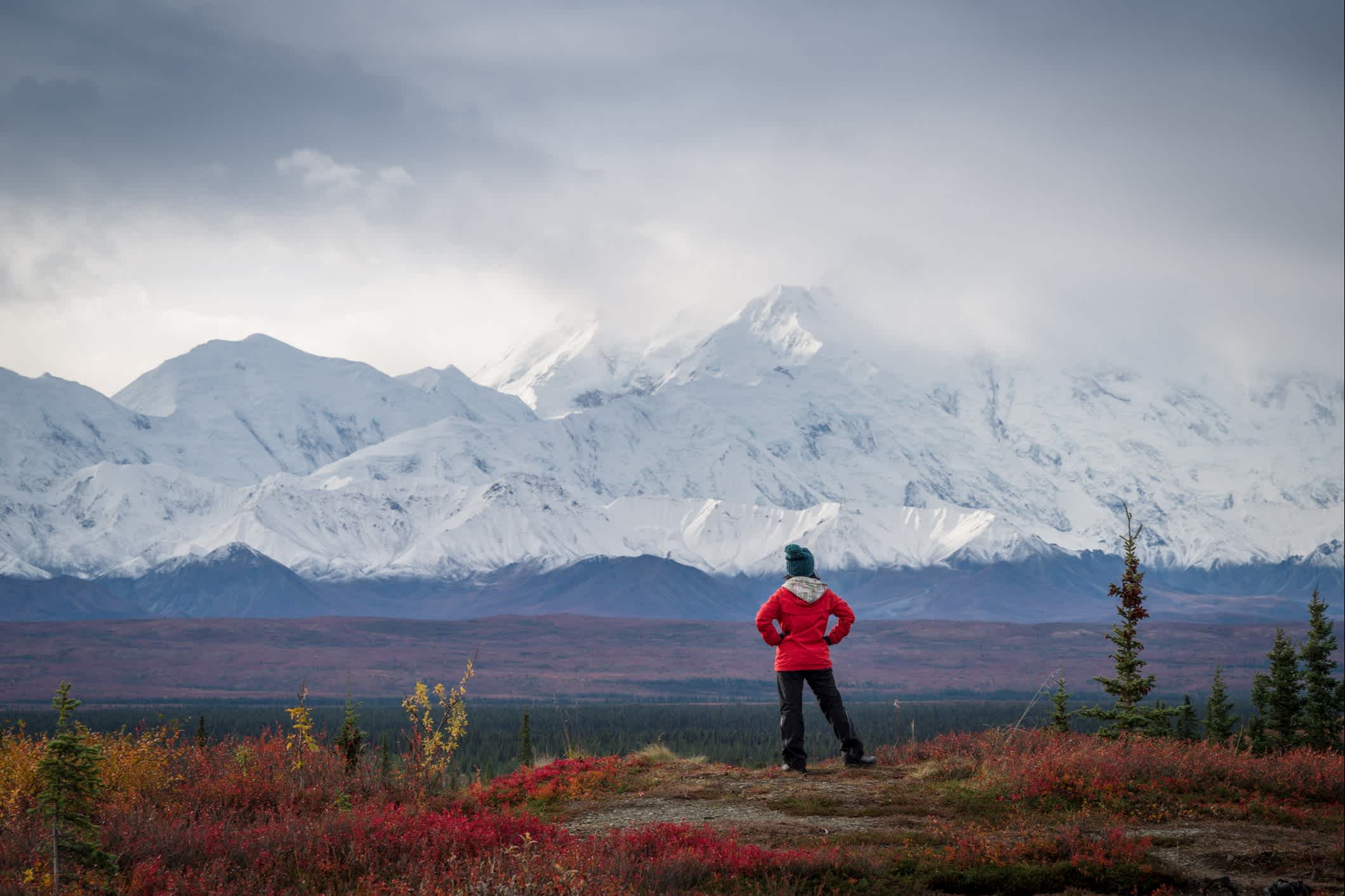 Grizzly devant le Mt McKinley, Alaska, Parc national de Denali, USA.