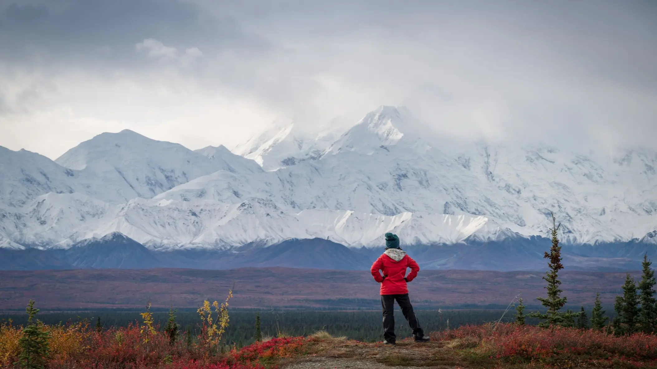 États-Unis Alaska Parc national de Denali Grizzly devant le Mt McKinley, Alaska, Parc national de Denali, USA.
