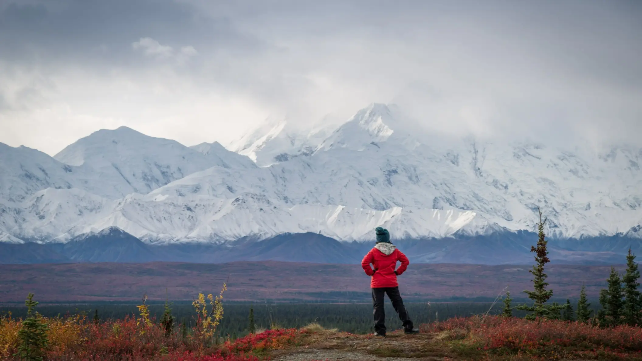 Grizzlybär vor dem Mt McKinley, Alaska, Denali National Park, USA.