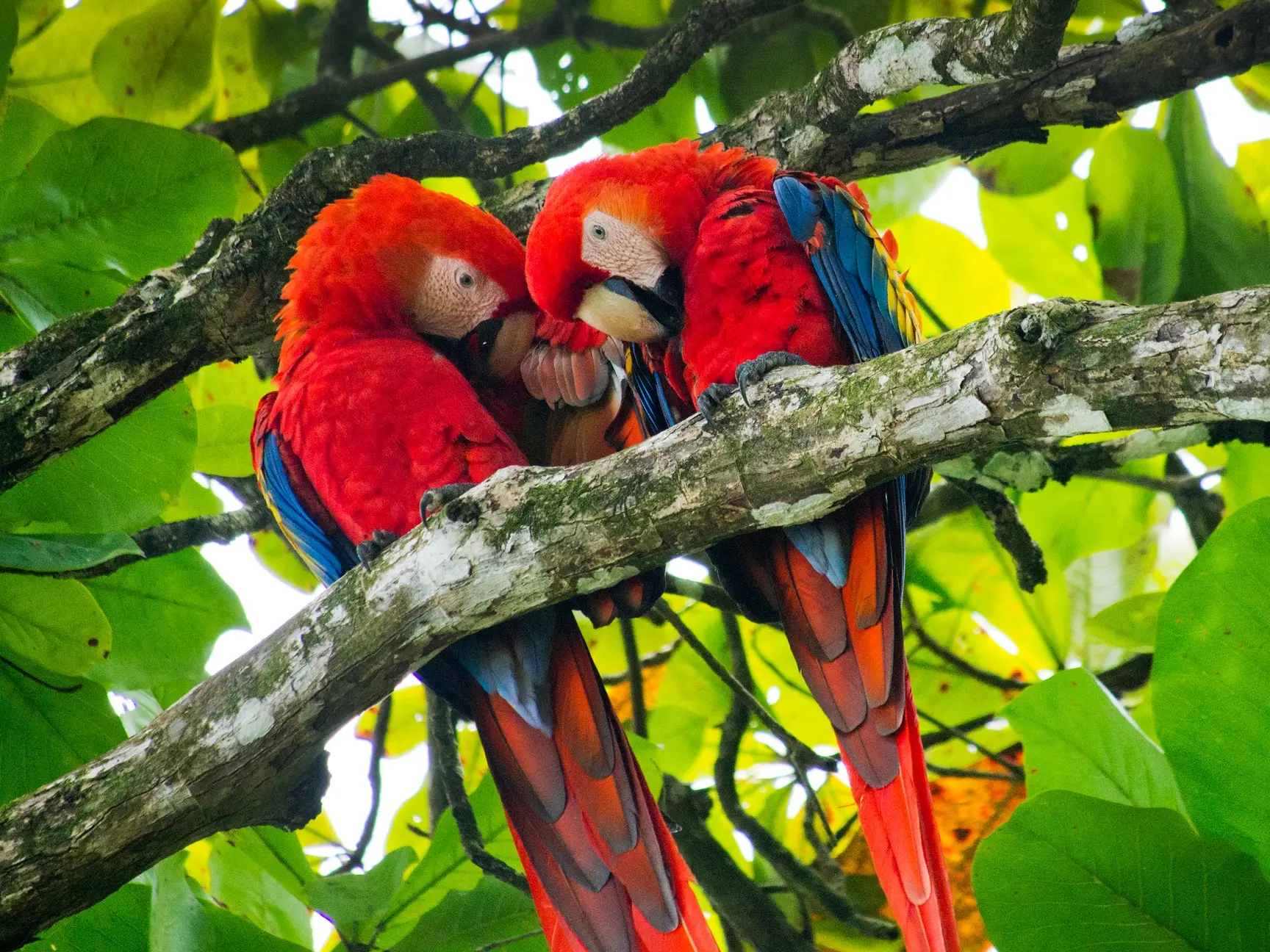 Ara écarlate, parc national de Corcovado