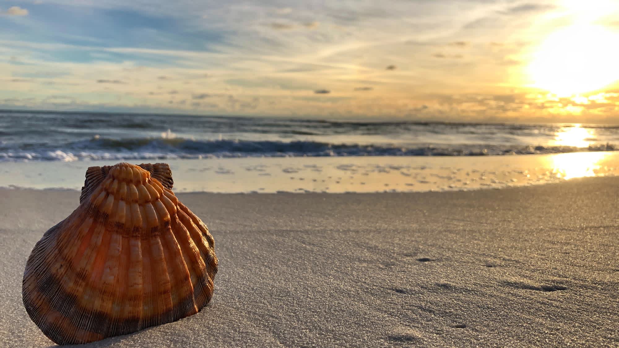 Coquillage dans le sable à Destin au soleil couchant, en Floride