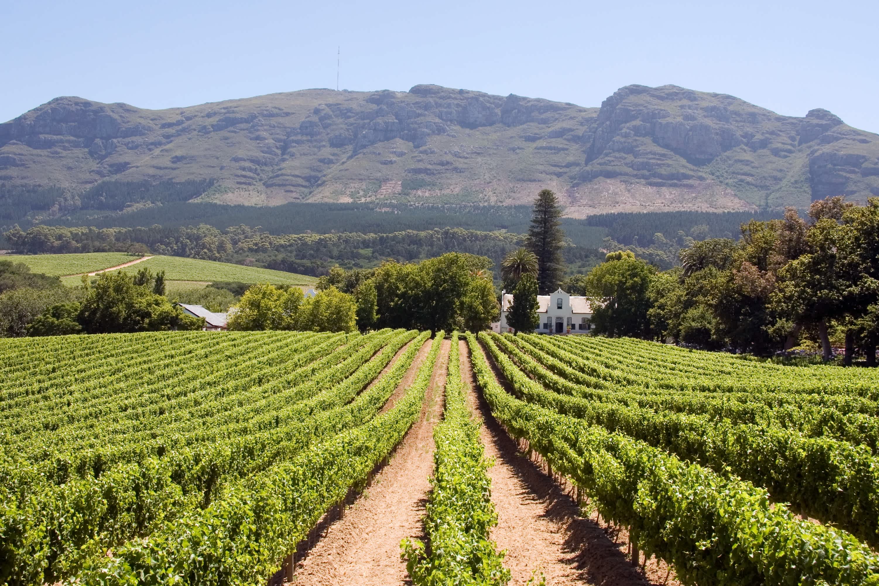Weingut in Südafrika mit Bergen im Hintergrund