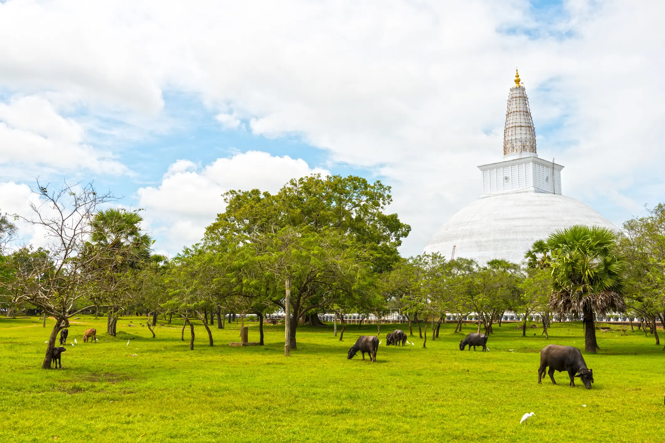 Sri Lank, Anuradapura, Schein Grüne Wiese mit Rindern und weißer, kuppelförmiger Schrein im Hintergrund