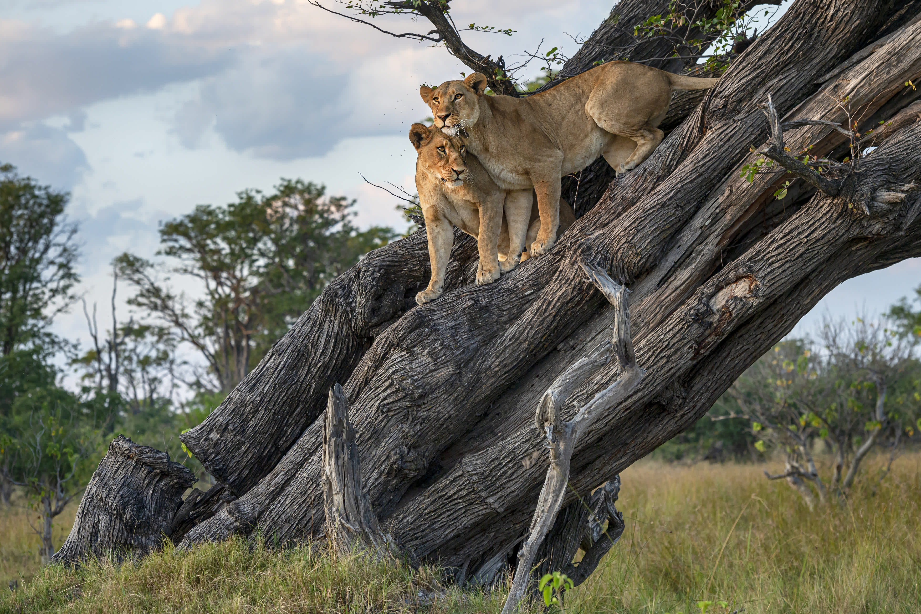 Ein weiblicher Löwe (Panthera leo) mit ihrem jugendlichen Sohn ruht in einem Baum. Moremi Game Reserve, Okavango Delta, Botswana. Wildlife Shot.