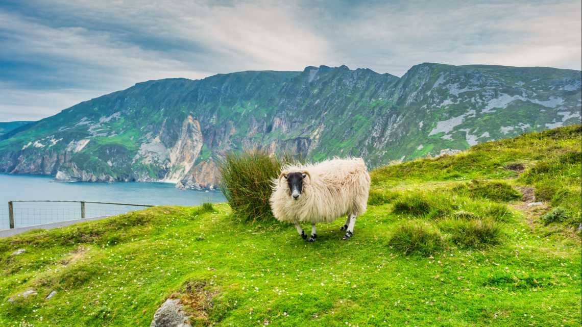 Ein Schaf an den Klippen von Slieve League in Irland.