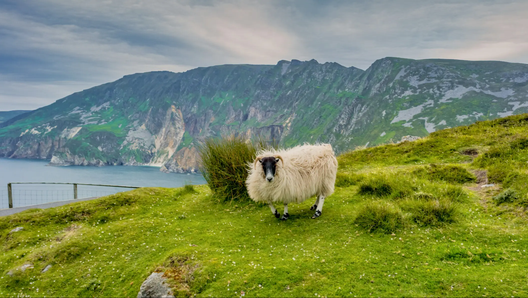 Irland Les falaises de Slieve League Un mouton sur les falaises de Slieve League en Irlande.