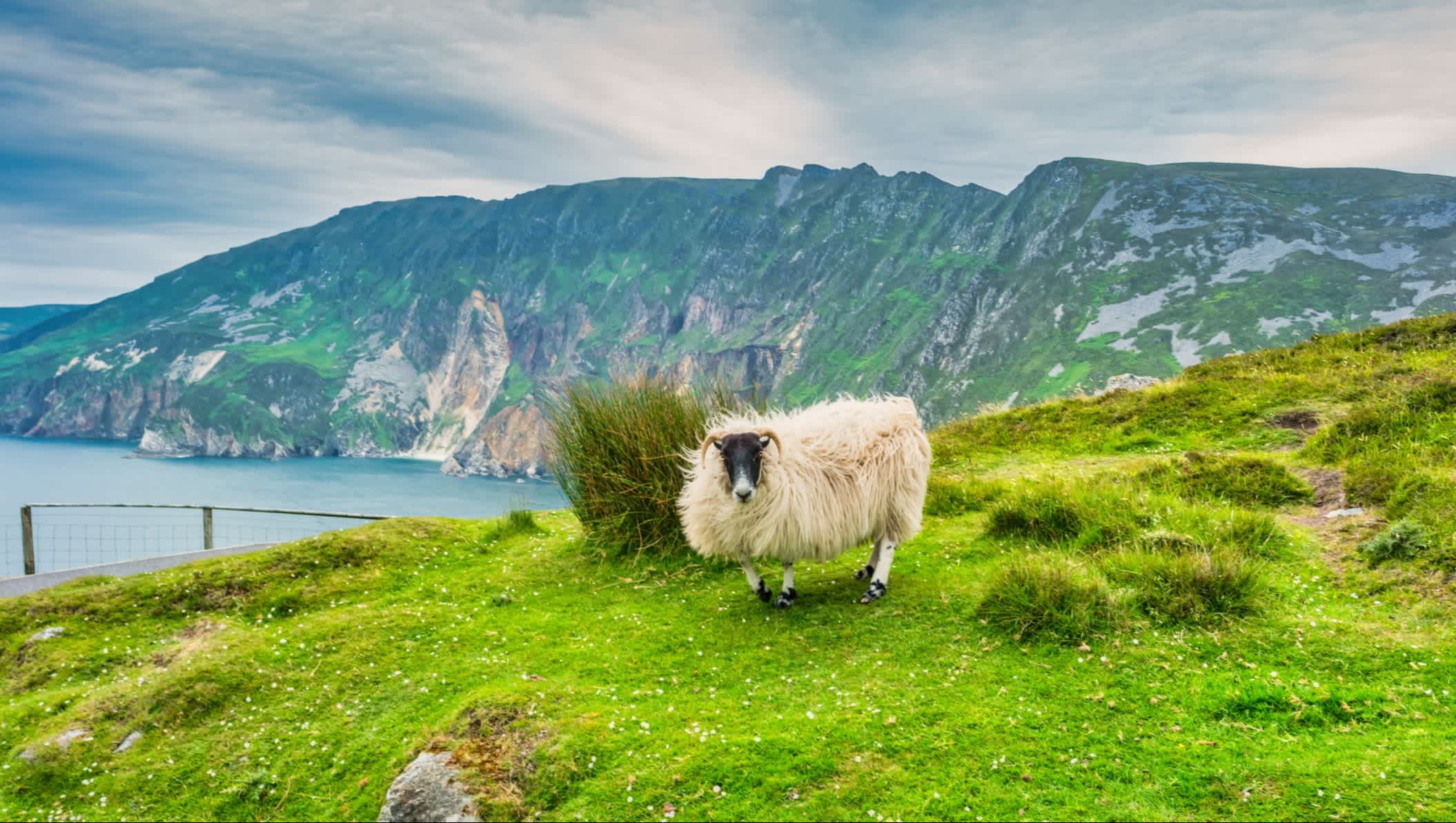 Ein Schaf an den Klippen von Slieve League in Irland.