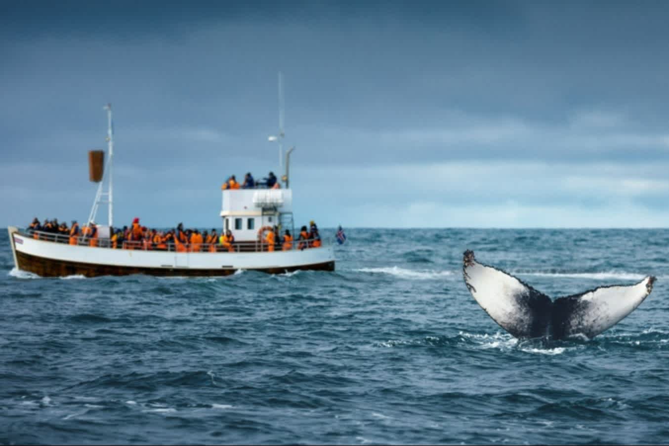 Des touristes observent des baleines à bosse près de Husavik, en Islande.