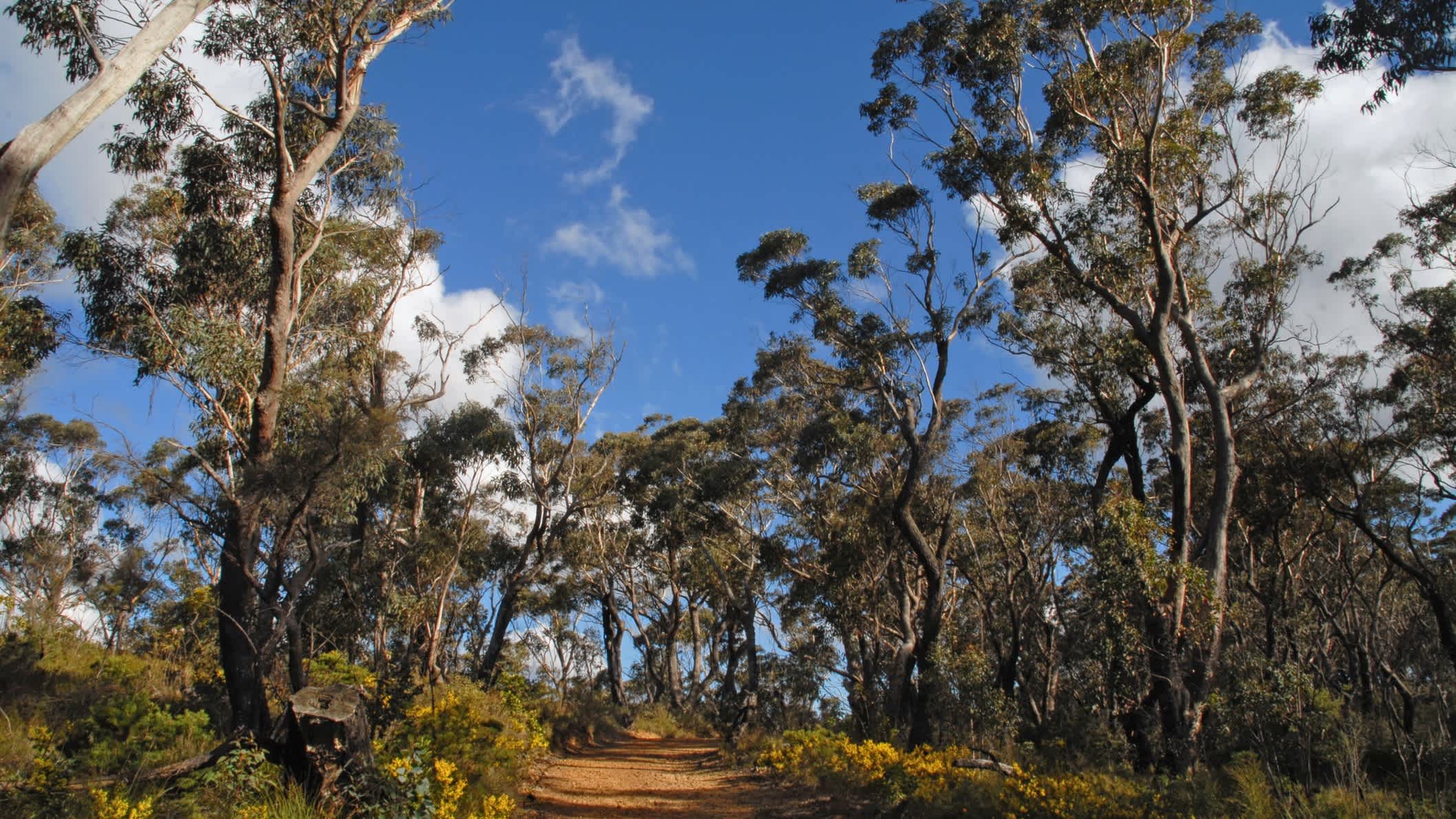 Eukalyptusbäume im Blue Mountains Nationalpark, Australien.
