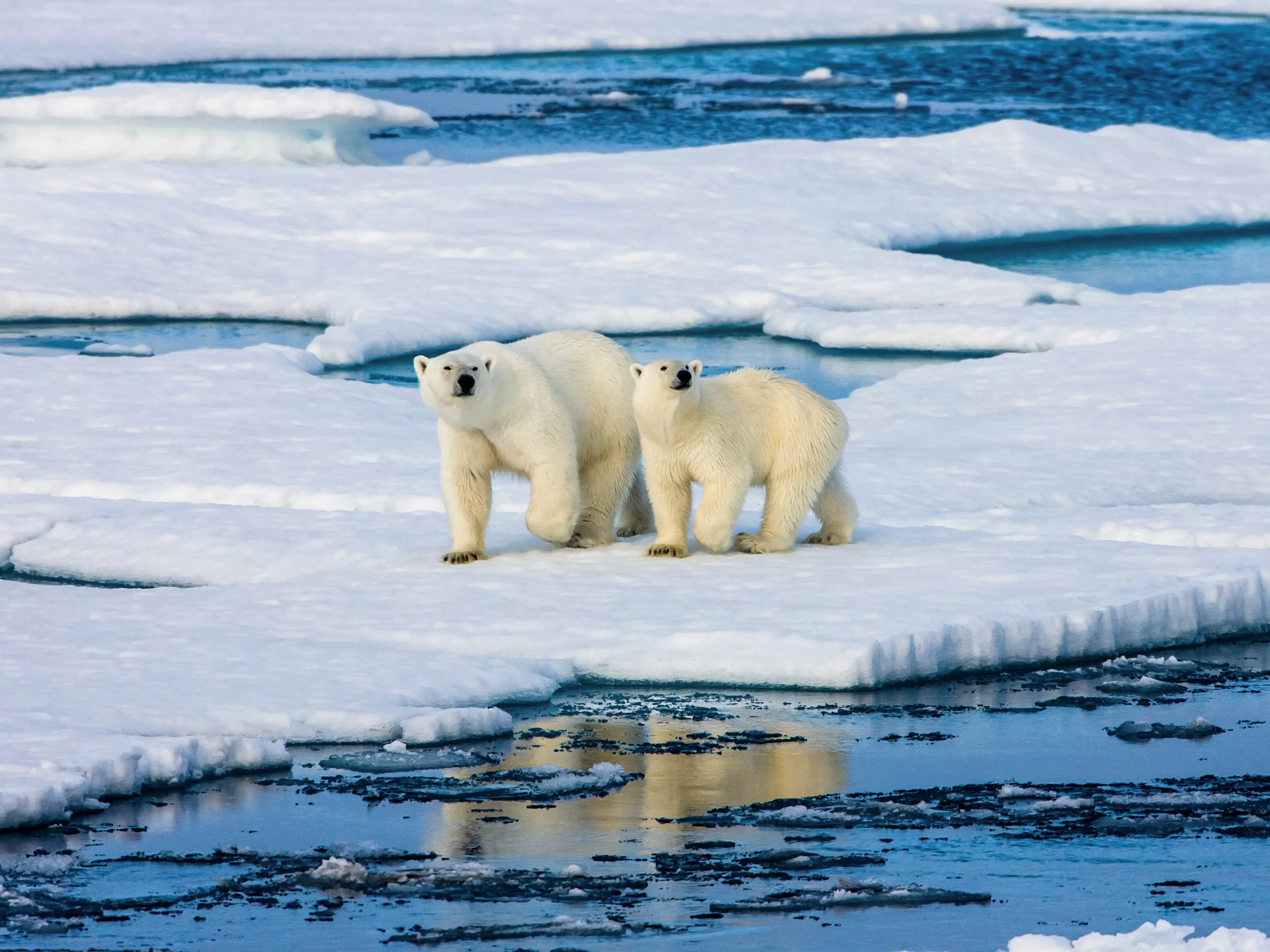 Deux ours polaires sur une petite banquise, Svalbard, Norvège.
